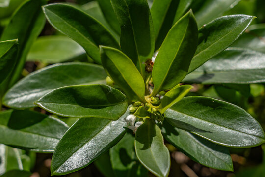Kaihalulu Beach, Turtle Bay, Kahuku, North Shore, Oahu Hawaii. Myoporum sandwicense,  naio, bastard sandalwood or false sandalwood is a species of flowering plant in the figwort family, 