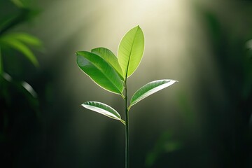 Lush green plant sprouting in soft sunlight beams, surrounded by a serene forest backdrop