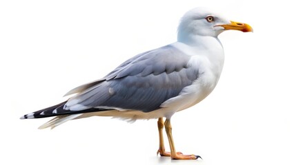 Seagull on White Background