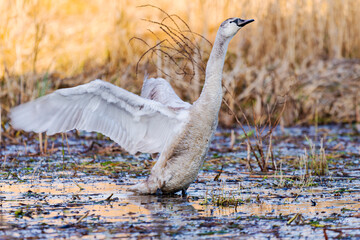 Young swan © Tomasz
