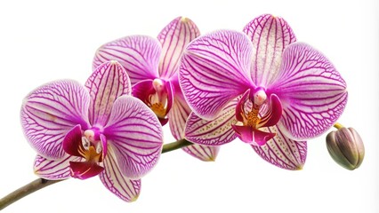 Obraz premium Pink Phalaenopsis Orchid Flowers