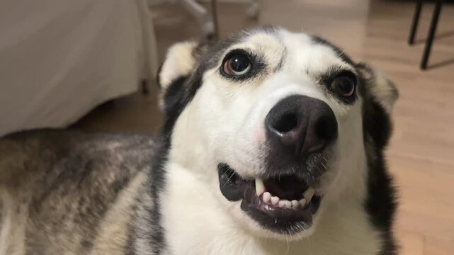 close up Husky mix dog looks like it's talking, making funny expressions indoors