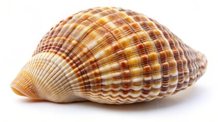 Obraz premium Seashell, Close-up, Brown, White Background