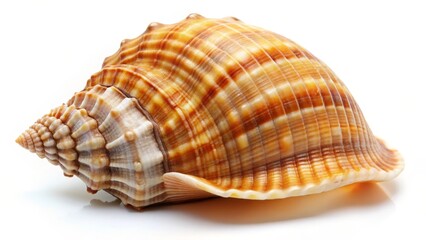 Obraz premium Seashell, spiral, brown, tan, stripes, texture, close-up