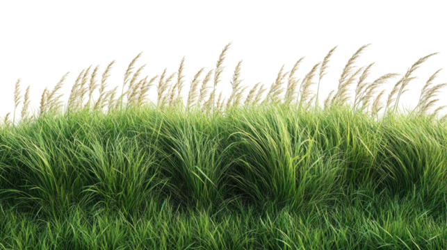 Vibrant Grass Border: A close-up of a lush, vibrant grass border, showcasing its captivating texture and organic flow, perfect for adding a natural touch to any design. 