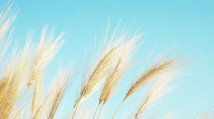 Fototapeta premium Golden wheat swaying gently in the breeze under a clear blue sky, evoking tranquility and harvest