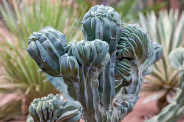 Myrtillocactus geometrizans cristata