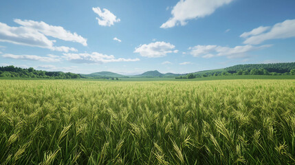 Lush green wheat field under a clear blue sky with distant mountains and fluffy clouds, serene landscape