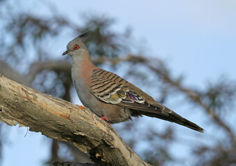 Crested pigeon bird sitting on a tree branch