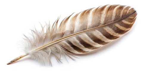 Single Bird Feather on White Background