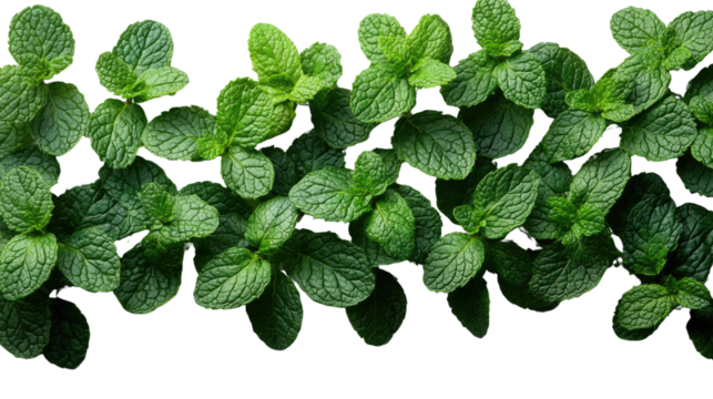 Fresh Mint Sprigs: A vibrant border of lush, green mint leaves, perfect for adding a refreshing touch to your culinary or herbal designs. - Powered by Adobe