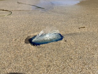 A Portuguese Man o' War, also called Bluebottle, washed up on a sandy beach