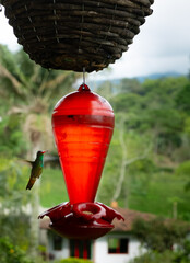 hovering hummingbird next to a bird feeder 
