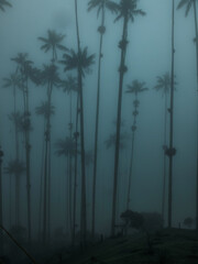 Moody blue fog with silhouettes of trees