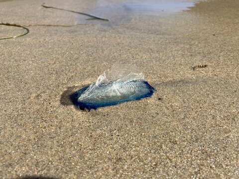 A Portuguese Man o' War, also called Bluebottle, washed up on a sandy beach