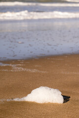 A sea foam in the shore of a beach