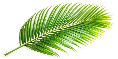 Obraz premium Palm Frond, Tropical Leaf, Green Foliage