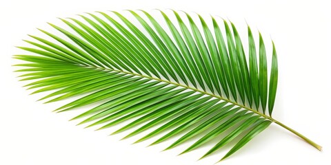 Obraz premium Single Palm Frond on White Background