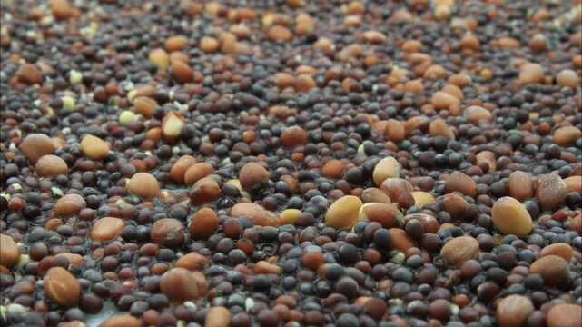 Super close up and time lapse of Mizuna, Pak Choi, Tender Green, Daikon and Michihili Cabbage seeds germinating or sprouting in soilless conditions after soaking seeds under controlled lighting