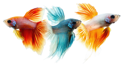 Vibrant Betta Splendor: Three betta fish, each a stunning display of color—orange, turquoise, and white—pose gracefully, their flowing fins creating a captivating underwater ballet. 