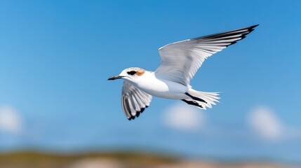 Obraz premium White tern in flight over ocean, sunny day. Nature photography for websites