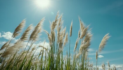 Obraz premium Up Close Pampa Grass with blue sky and clouds