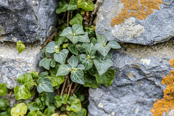 Lush green ivy climbing a textured stone wall, showcasing nature's resilience in an urban setting
