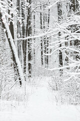 The heavy snowfall in a wild park, winter fairy tale in the forest, snow-covered tree branches,...