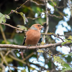 robin on a branch