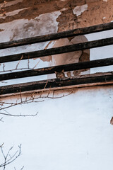 A striped cat peers through an aged wooden railing on an old balcony, gazing down with curiosity. The cracked white wall and dry branches add a rustic, weathered atmosphere.  

