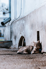 A tabby cat rests against an old wall, gazing into the distance with a calm expression. The rough texture of the concrete contrasts with the cat’s soft fur. There is a flower blooming next to the cat.