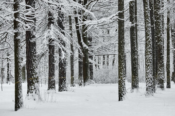 The heavy snowfall in a wild park, winter fairy tale in the forest, snow-covered tree branches,...