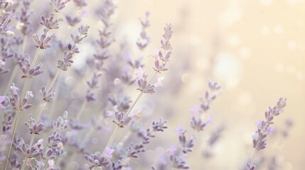 Obraz premium Beautiful Lavender Fields in Soft Focus with Delicate Blooms Under Gentle Light, Capturing the Serenity and Tranquility of Nature’s Wonders for Relaxation and Wellness Themes