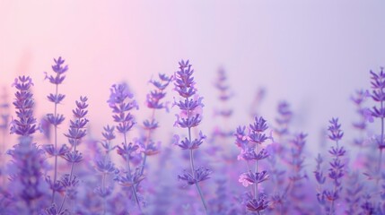 Obraz premium Soft Lavender Blossoms in Gentle Light Creating a Dreamy Atmosphere Perfect for Nature and Serenity Themes in Photography and Design Projects