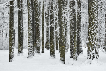 Fototapeta premium The heavy snowfall in a wild park, winter fairy tale in the forest, snow-covered tree branches, large flakes of snow are slowly falling, nobody, snow storm, blizzard