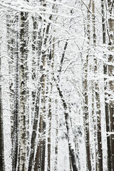 Obraz premium The heavy snowfall in a wild park, winter fairy tale in the forest, snow-covered tree branches, large flakes of snow are slowly falling, nobody, snow storm, blizzard