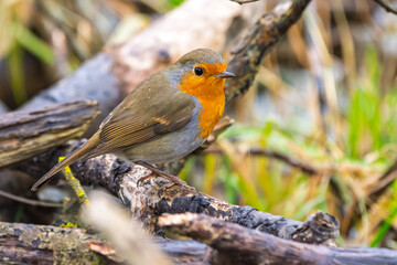 Rotkelchen, Robin im Herbst / Winter auf einem Ast / Vogel	