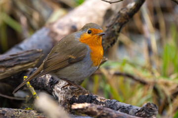 Rotkelchen, Robin im Herbst / Winter auf einem Ast / Vogel	