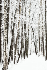 Fototapeta premium The heavy snowfall in a wild park, winter fairy tale in the forest, snow-covered tree branches, large flakes of snow are slowly falling, nobody, snow storm, blizzard