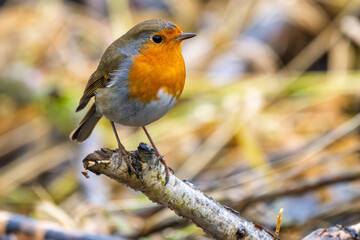 Rotkelchen, Robin im Herbst / Winter auf einem Ast / Vogel	