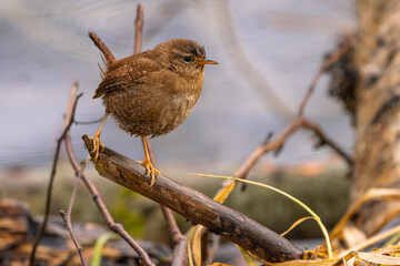 Zaunkönig (Eurasian wren) rastet auf einem Ast