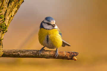 Blaumeise (blue tit) im Herbst, Winter auf einem Ast / Vogel	