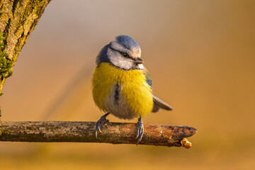 Blaumeise (blue tit) im Herbst, Winter auf einem Ast / Vogel	