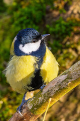 Kohlmeise im Herbst / Winter auf einem Ast / Vogel	