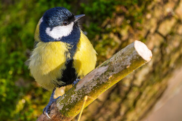 Kohlmeise im Herbst / Winter auf einem Ast / Vogel	