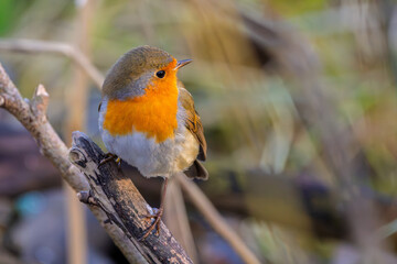 Rotkelchen, Robin im Herbst / Winter auf einem Ast / Vogel	