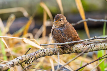 Zaunkönig (Eurasian wren) rastet und putz sein Gefieder auf einem Ast