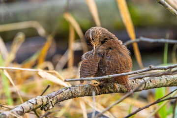 Zaunkönig (Eurasian wren) rastet und putz sein Gefieder auf einem Ast