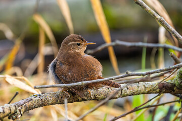 Zaunkönig (Eurasian wren) rastet und putz sein Gefieder auf einem Ast