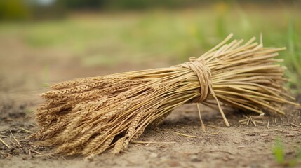 Bundle of golden wheat stalks rests on the ground.